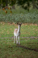 sika deer cervus nippon isolated from background during the autumn rut