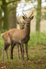 sika deer cervus nippon isolated from background during the autumn rut