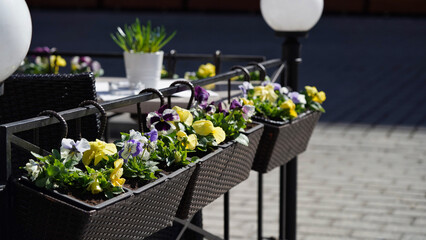 Close-up colored pansy flowers flowerpots summer terrace cafe.Decorative flower pots with spring...