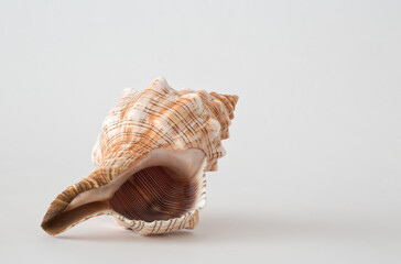 close up of conch shell on white background