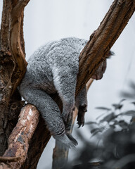 Beautiful scenic view from the beautiful nature in a moody brown and green edit.