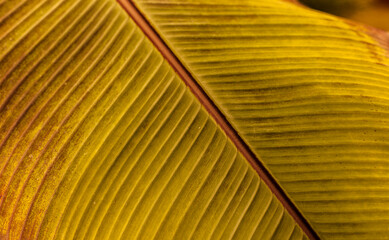 close up of a large yellow leaf no people