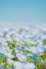 【春】ネモフィラの花　フィルム風　縦
