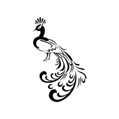 peacock pattern ornament design vector
