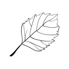 Hazelnut leaf simple icon in sketch style. Hatched nuts for packaging or labels