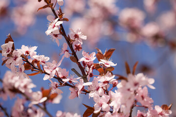 Spring blossom background. Beautiful nature scene with blooming tree. Sunny day. Spring flowers. Beautiful Orchard. Abstract blurred background. Springtime