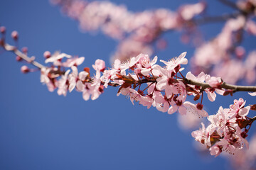 Spring blossom background. Beautiful nature scene with blooming tree. Sunny day. Spring flowers. Beautiful Orchard. Abstract blurred background. Springtime