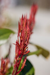 Spring blossom background. Beautiful nature scene with blooming tree. Sunny day. Spring flowers. Beautiful Orchard. Abstract blurred background. Springtime