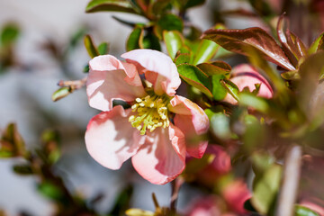 Spring blossom background. Beautiful nature scene with blooming tree. Sunny day. Spring flowers. Beautiful Orchard. Abstract blurred background. Springtime