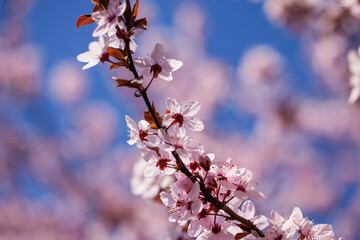 Spring blossom background. Beautiful nature scene with blooming tree. Sunny day. Spring flowers. Beautiful Orchard. Abstract blurred background. Springtime