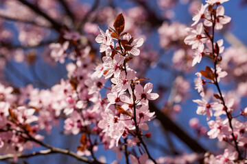 Spring blossom background. Beautiful nature scene with blooming tree. Sunny day. Spring flowers. Beautiful Orchard. Abstract blurred background. Springtime