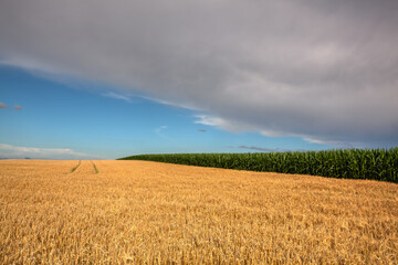 Wheat and corn fields before heavy storm.