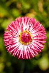 Obraz premium Spring blossom background. Beautiful nature scene with blooming tree. Sunny day. Spring flowers. Beautiful Orchard. Abstract blurred background. Springtime