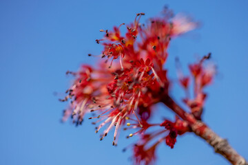 Spring blossom background. Beautiful nature scene with blooming tree. Sunny day. Spring flowers. Beautiful Orchard. Abstract blurred background. Springtime