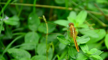 Yellow dragonfly closely, close to green grass, environmental concepts and ecological balance Copy Space