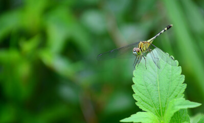 Yellow dragonfly closely, close to green grass, environmental concepts and ecological balance Copy Space