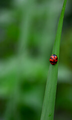 Red beetle on green leaf, close-up, blurred background.