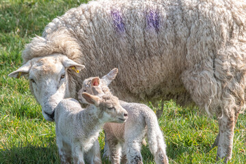 Sheep und lamb in green grass in Ireland