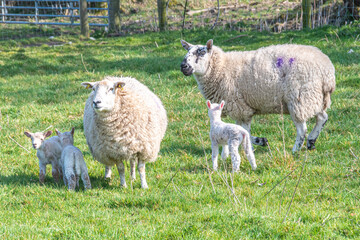 Naklejka na ściany i meble Sheep und lamb in green grass in Ireland