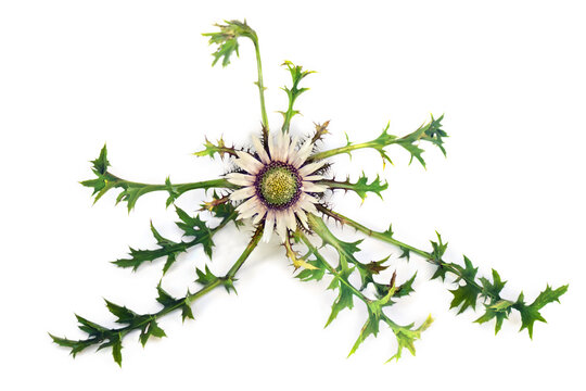 White silver flower and leaves Carlina acaulis of ( stemless carline thistle, dwarf carline thistle, silver thistle ) on white background. Top view, flat lay