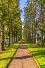  A green trail