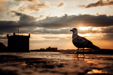 Essaouira, ciudad pesquera de la costa marroquí  
