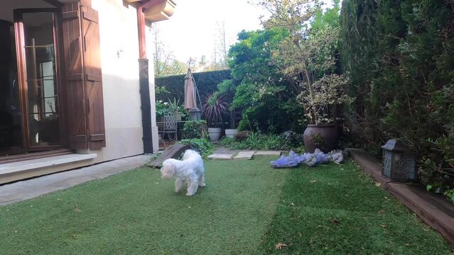 BICHON MALTES EN EN JARDIN DE CASA