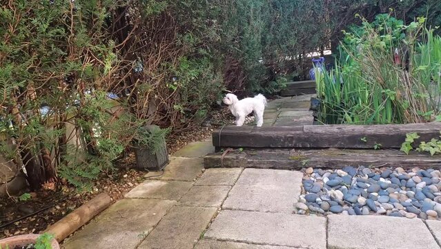 BICHON MALTES