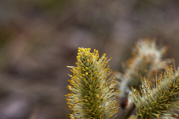 Fototapeta premium Willow branch with flowering catkins