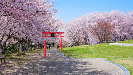 粟嶋神社の満開の桜