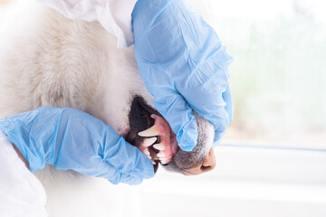 Close-up of a dog teeth being examined by the animal doctor. Veterinarian examining dog breathing heartbeat touching his chest with stethoscope. The concept of vet practice in veterinary clinic