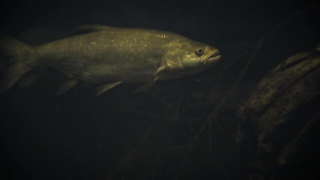 Asp (Leuciscus aspius), a predatory cyprinid swimming in a dark underwater environment with other fish around