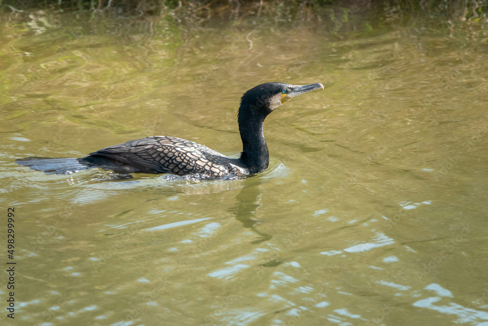 Sticker cormorant swimming in the river