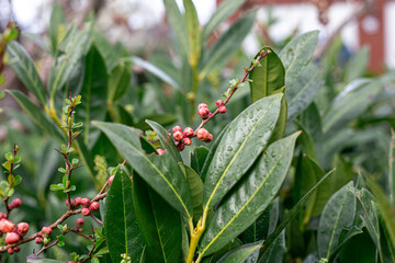 Natural background, leaves after the rain close up.