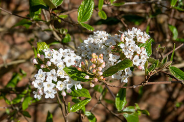 rounded clusters of white fragrant flowers of the viburnun carlesii	