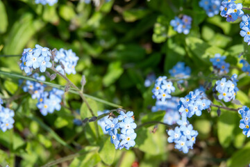 forget me nots a symbol of true love and respect	