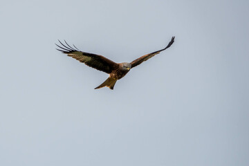 red kite a large bird of prey in flight