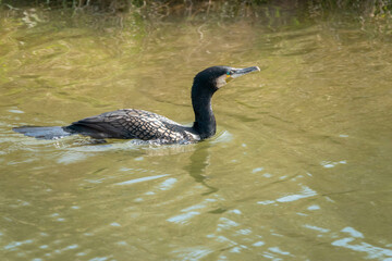 cormorant swimming in the river