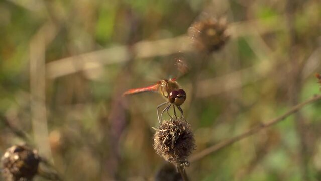 Red-veined Darter dragonfly taking off and landing. Slow motion