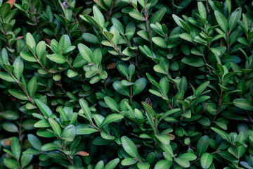 Natural background, texture of green plants close-up.