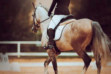 A rear view of a beautiful dappled gray horse with a rider in the saddle, which performs at dressage competitions on a summer day. Equestrian sports. Horse riding.