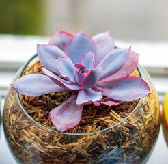 suculenta ex&oacute;tica