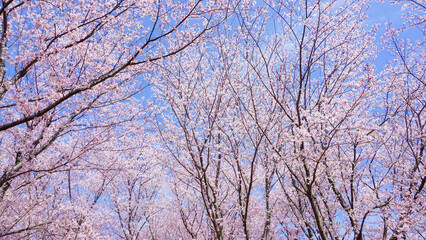 Fototapeta na wymiar 粟嶋神社の満開の桜
