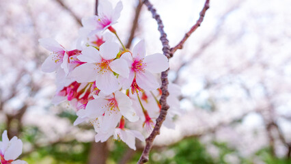 粟嶋神社の満開の桜