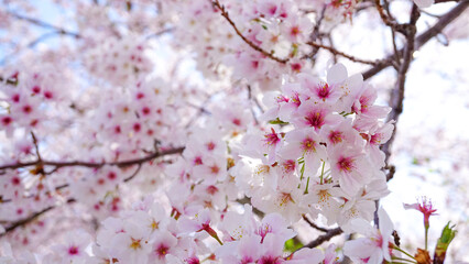 粟嶋神社の満開の桜