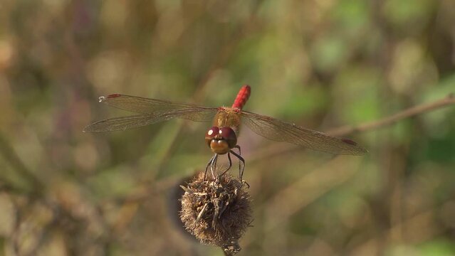 Red-veined Darter dragonfly at rest and taking off - slow motion 3