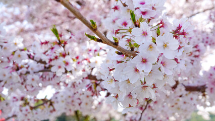 粟嶋神社の満開の桜