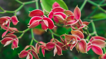 Flowers blooming in the garden behind the house