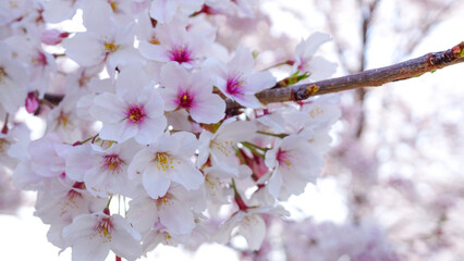 粟嶋神社の満開の桜