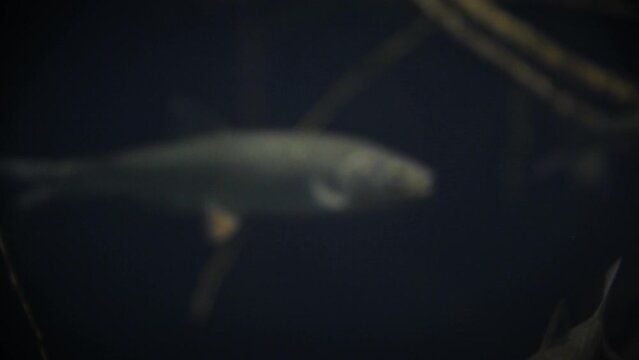 Common chub (Squalius cephalus), a group of chubs swimming in a dark underwater environment, close-up